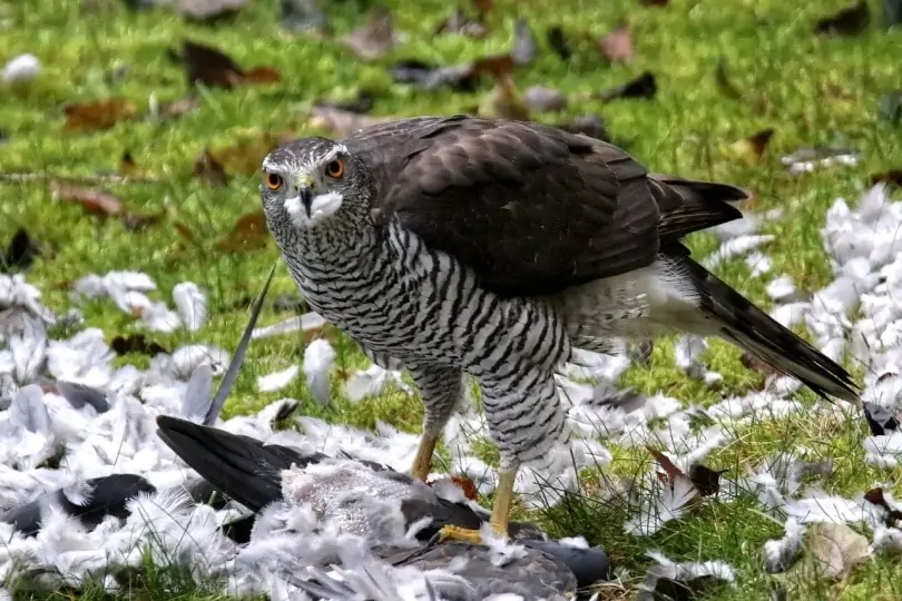 Sparrow-hawk-standing-over-its-prey_Thorsten1970_Pixabay-4861049.webp