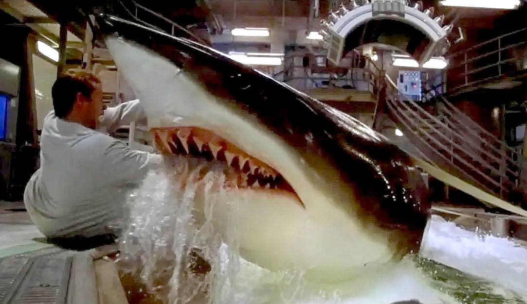 deep-blue-sea-movie-shark-attacks-1999.jpg