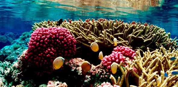 120131-coral-reef-at-palm.jpg