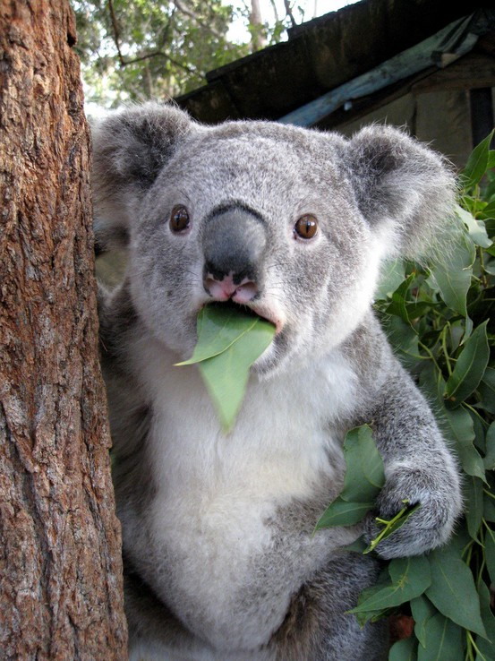 koala-bear-is-astonished.jpg